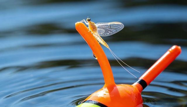 Mayfly perching on bright orange fishing bobber, close-up on rippling lake surface