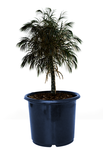 Transparent PNG Illustration of Plant in Blue Pot on Transparent Background - Download Free Stock Videos Pikwizard.com