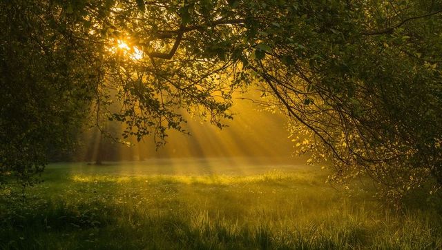 Golden sunbeams streaming through tree canopy onto dew-kissed meadow at dawn light