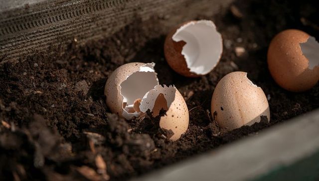 Broken eggshells nesting in potting soil for composting and organic gardening