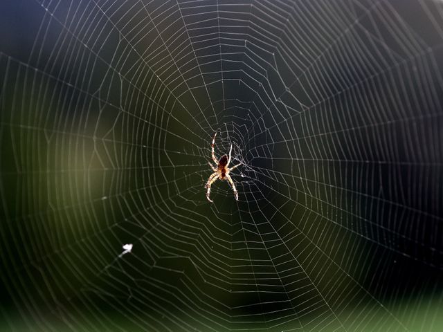This image shows a close-up view of a spider sitting in the center of its web, which is covered with dewdrops. The background is blurred, emphasizing the intricate details of the web and the spider. Useful for themes related to nature, wildlife, web design, intricacy, and stillness.