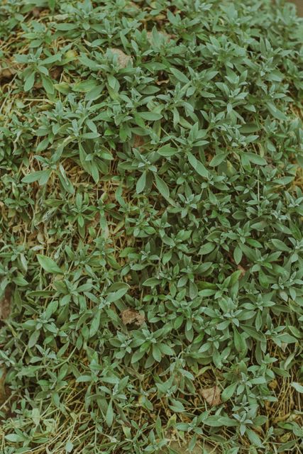 Lush Green Foliage Growing on Forest Floor - Download Free Stock Images Pikwizard.com