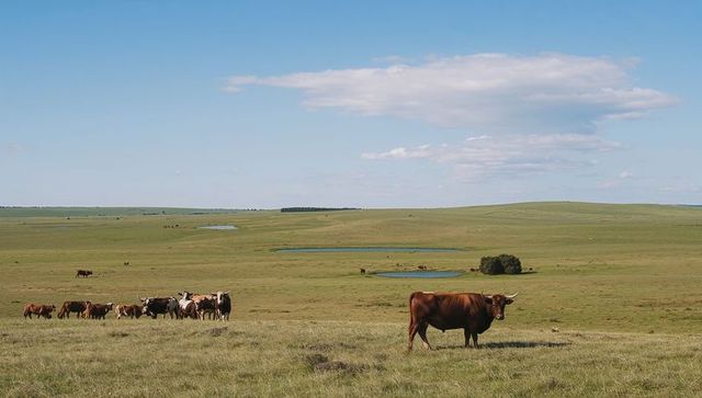 Grazing brown longhorn on expansive prairie with scattered ponds and distant cattle herd