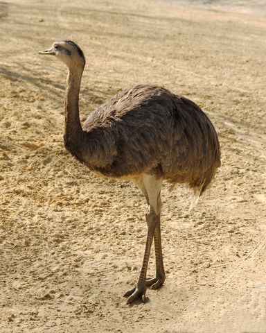 Emu wild ostrich walking in sunlit open area