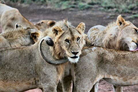 Young male lion resting head on pride mate during social grooming in light rain