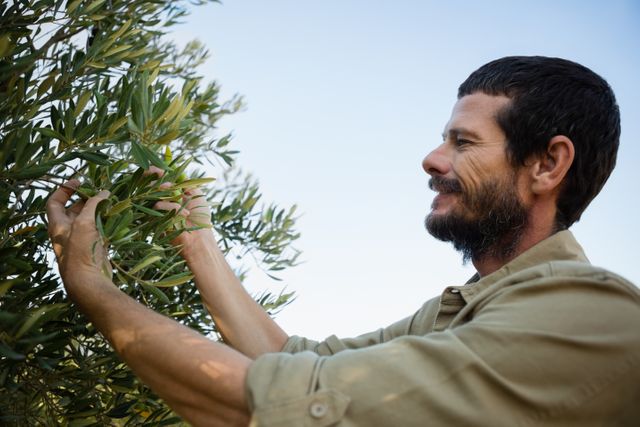 Man actively harvesting olives from tree in rural farmland. Could be used for themes related to organic farming, outdoor agricultural work, sustainable produce, farm life, and Mediterranean crops. Ideal for illustrating rural economy, agricultural industry, and natural produce.