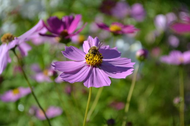 Honeybee pollinating vibrant purple cosmos flower in a garden. Perfect for illustrating themes of nature, wildlife, gardening, pollination, ecosystem, and the beauty of summer. Ideal for educational materials, nature conservation campaigns, and gardening blogs.