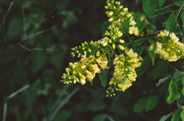 Close-up view of a cluster of yellow flowers amidst green foliage. Excellent for use in nature-themed projects, gardening publications, or as a background for websites. Perfect for showcasing natural beauty, botany studies, or seasonal changes.