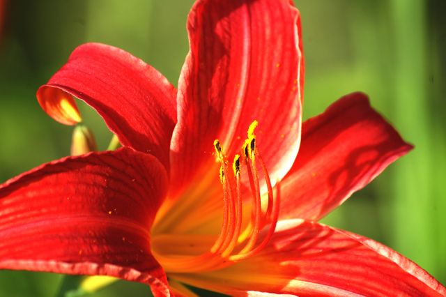 Vivid Red Daylily Bloom in Garden - Download Free Stock Photos Pikwizard.com