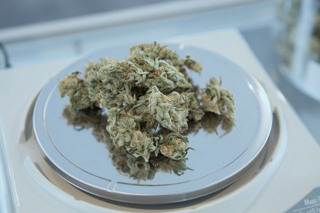 Cannabis buds arranged on a reflective metal surface in a dispensary setting. Highlighting the detail in the buds and the professionalism of their presentation. Perfect for illustrating dispensary products, articles on marijuana legalization, medical cannabis use, and alternative healthcare treatments.