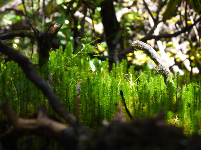 Sunlight filtering through forest onto lush green moss, showing the natural beauty of plants thriving among tree branches and foliage. Perfect for content related to nature, wilderness settings, plant biology, environmental conservation, and green landscapes.