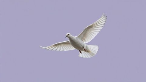 Elegant white dove soaring in lavender sky for condolences