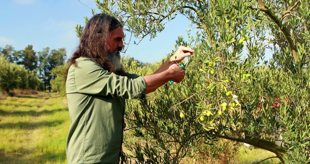 A middle-aged Caucasian man is pruning an olive tree in an orchard, with copy space. His focused attention to the task reflects the care and precision involved in maintaining healthy olive trees for quality produce.