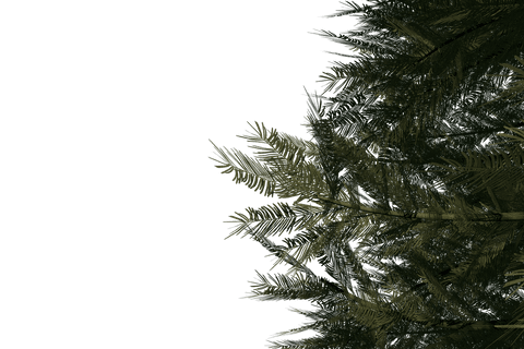 christmas tree branches on transparent background for festive designs - Download Free Stock Videos Pikwizard.com