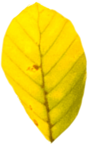 Vector yellow autumn leaf transparent background, nature concept