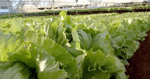 Vibrant Lettuce Details in Hydroponic Farm Greenhouse Environment