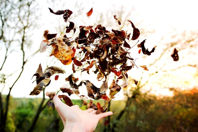 This image shows a person tossing autumn leaves into the air with trees and a sunset in the background. It captures the beauty of fall and can be used for seasonal promotions, environmental campaigns, mindfulness blogs, or autumn-themed social media posts.