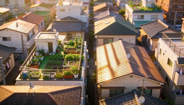 Rooftop garden featuring raised planters and green turf on urban rowhouse roofs at golden hour