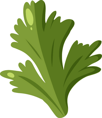 Transparent Green Herb Leaves Illustration on Transparent Background