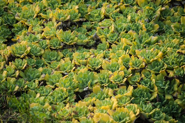Dense growth of Crassula succulent plants with vibrant green and yellow foliage. Ideal for articles or designs related to gardening, botany, nature, or plant care. Suitable for use in materials emphasizing natural beauty and the health benefits of maintaining succulents.