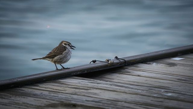 Perching streaked passerine calling on dock rail with cleat and coiled rope, waterfront