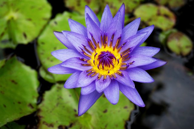 Purple Water Lily Blooming in Pond with Green Leaves - Download Free Stock Photos Pikwizard.com