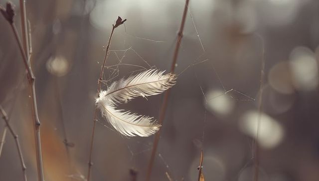 Two white feathers snagging on thin meadow stems with spider silk and soft bokeh, serene