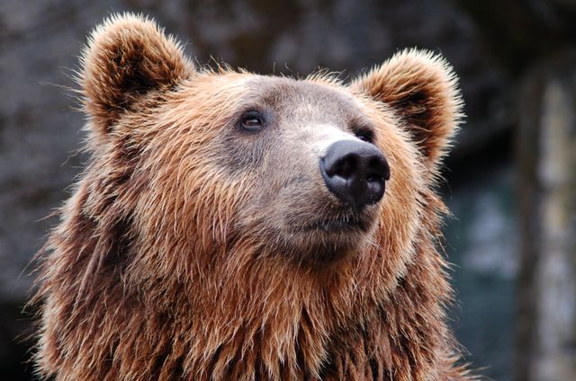 Close-up brown bear portrait with focused expression is ideal for wildlife photography collections, educational materials about animals, nature magazines, or websites promoting wildlife conservation.