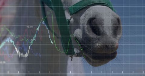 Horse Nose Overlaid with Line Graphs Representing Data Analytics
