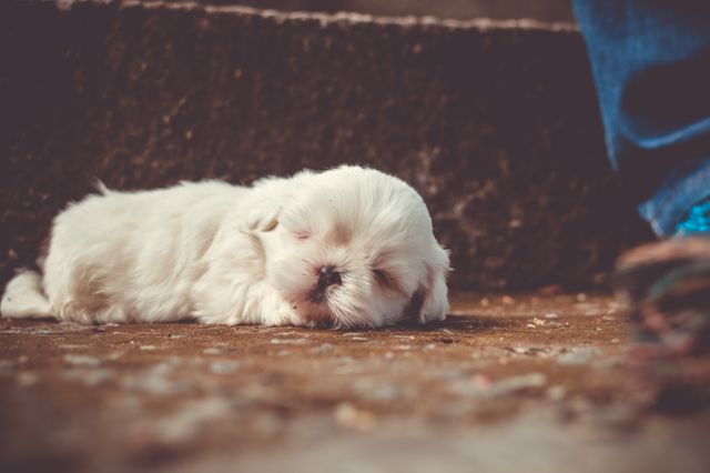 A small white puppy is sleeping peacefully on a ground surface, showcasing the tranquility and pure innocence of a young animal. Great for use in campaigns related to pets, animal care, lifestyle blogs, or products aimed at animals.