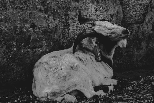 Resting goat leaning against rough textured stone wall, presenting a natural, rustic scene. Ideal for use in agricultural, rural lifestyle content, educational materials about farm animals, or for visual representation in sustainability and farm-related articles.