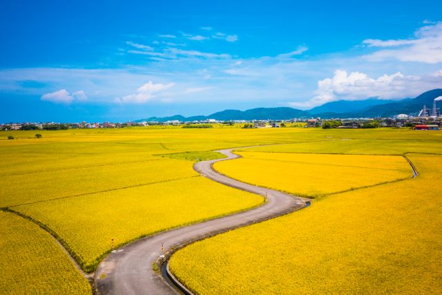 Vibrant image of a winding road weaving through expansive yellow rice fields under a clear blue sky. Ideal for agricultural marketing, travel brochures highlighting countryside beauty, and content related to farming or rural life.