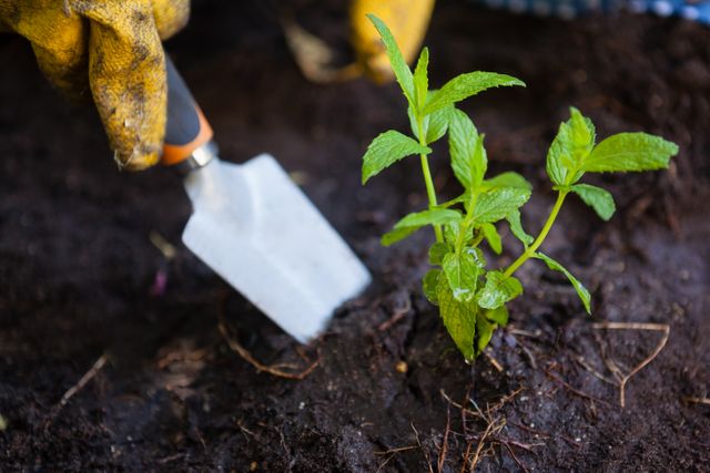 This image shows a gardener wearing gloves using a trowel to dig soil while planting a mint plant in a backyard. Ideal for articles or blogs about gardening tips, sustainable living, outdoor activities, and horticulture. It can also be used in advertisements for gardening tools, gloves, and plants.