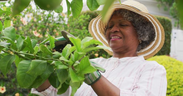 Senior Woman Pruning Plants in Garden with Wide Brim Hat - Download Free Stock Images Pikwizard.com