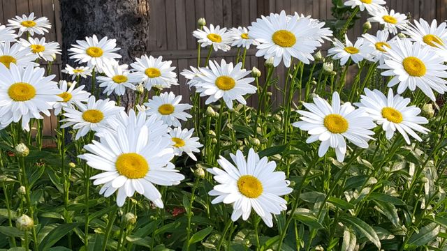Daisies blooming in a sunlit garden showcase the beauty of nature and the vibrancy of summer. Ideal for use in gardening blogs, nature-related content, or as a decorative print for home and office spaces.