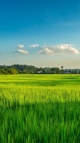 Vertical Video of Swaying Rice Fields in Tropical Countryside with Palm Trees on Horizon