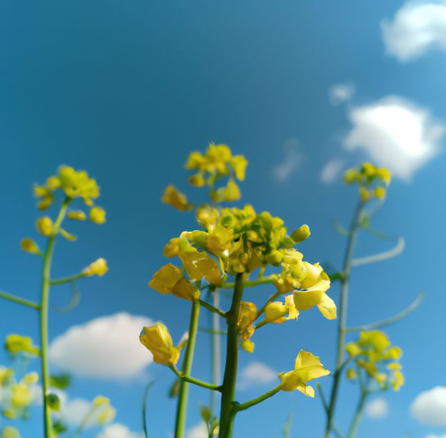 Yellow flowers blooming against a blue sky with puffy clouds create a serene and refreshing scene perfect for use in spring themed designs, nature conservation projects, gardening blogs, and seasonal greeting cards.