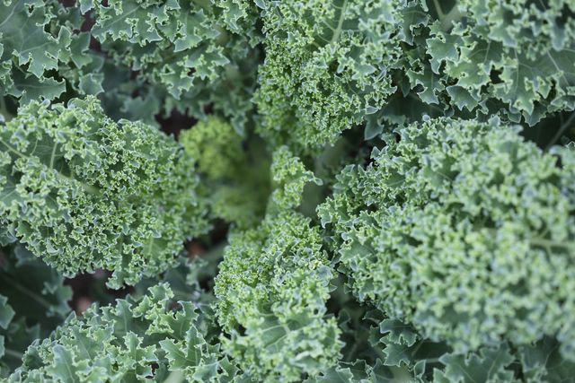 Close-up of Fresh Curly Kale Leaves in Garden - Download Free Stock Photos Pikwizard.com