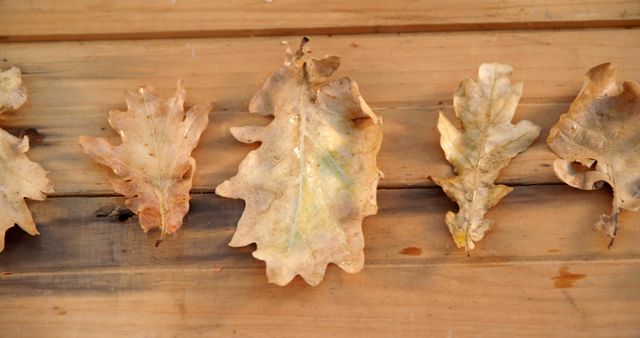 Dry autumn leaves lying on a wooden surface, capturing the essence of the fall season. Ideal for seasonal greeting cards, nature-themed backgrounds, or educational materials about plant life cycles.