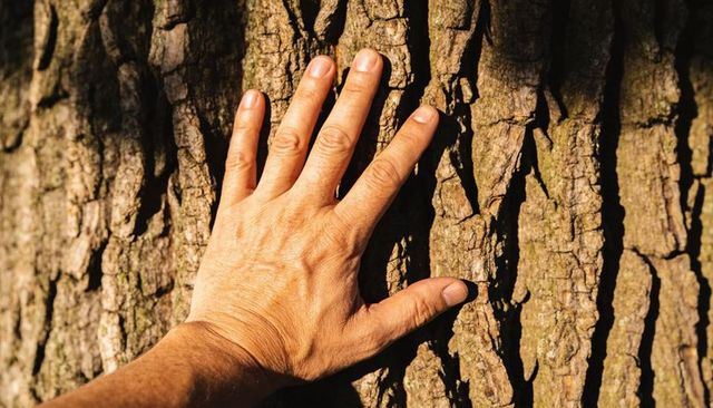 Hand touching sunlit oak bark closeup showing rough texture and nature connection