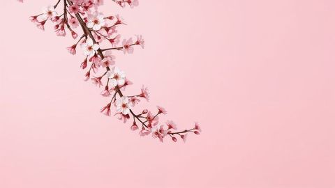 Minimalistic spring blossom branch on soft pink background