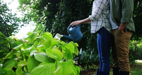 Couple Bonding While Watering Lush Garden Plants