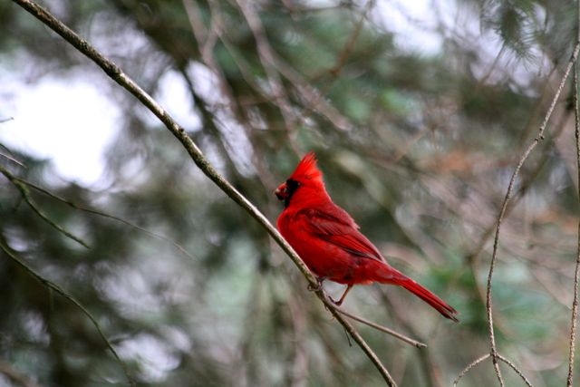 Red Cardinal, known for its bright red plumage, perching calmly on a pine branch. Ideal for use in nature articles, wildlife documentaries, ornithology studies, and festive seasonal designs.