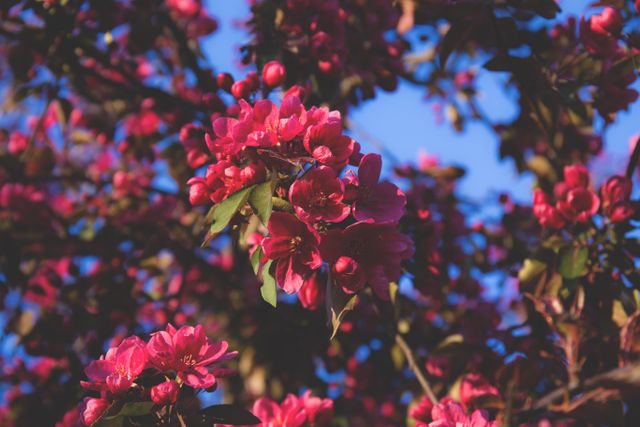 Vibrant pink blossoms are seen on a tree, blooming against a clear blue sky in a beautiful springtime display. The image exudes freshness and natural beauty, making it ideal for use in nature-related projects, spring season promotions, floral content, or backgrounds for various creative works.