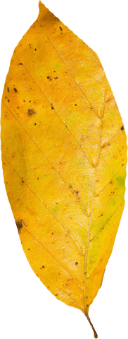 transparent orange autumn leaf on white background - Download Free Stock Videos Pikwizard.com