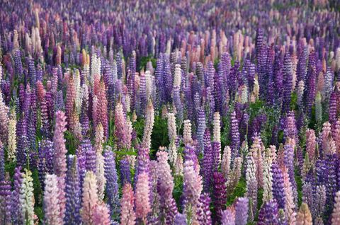 Blooming field of vibrant multicolored lupines