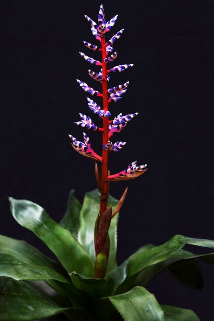 Plant flower colors bromeliad - Download Free Stock Photos Pikwizard.com