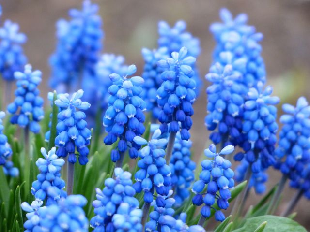Captures close-up of vibrant blue grape hyacinths in full bloom in a spring garden. Ideal for use in gardening blogs, nature-themed websites, floral design inspiration, and spring season promotions. Great for backgrounds or illustrative purposes regarding botany or horticulture.
