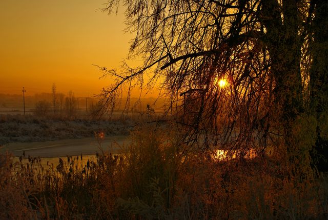 Sun Shining Through Tree Branches on Winter Morning - Download Free Stock Photos Pikwizard.com