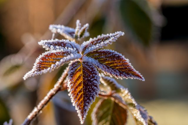 Depicts a crisp, frost-covered leaf illuminated by morning sunlight. The macro shot captures intricate ice crystals on the leaf surface. Perfect for seasonal themes, nature blogs, weather-related articles, outdoor photography collections, and environmental campaigns.